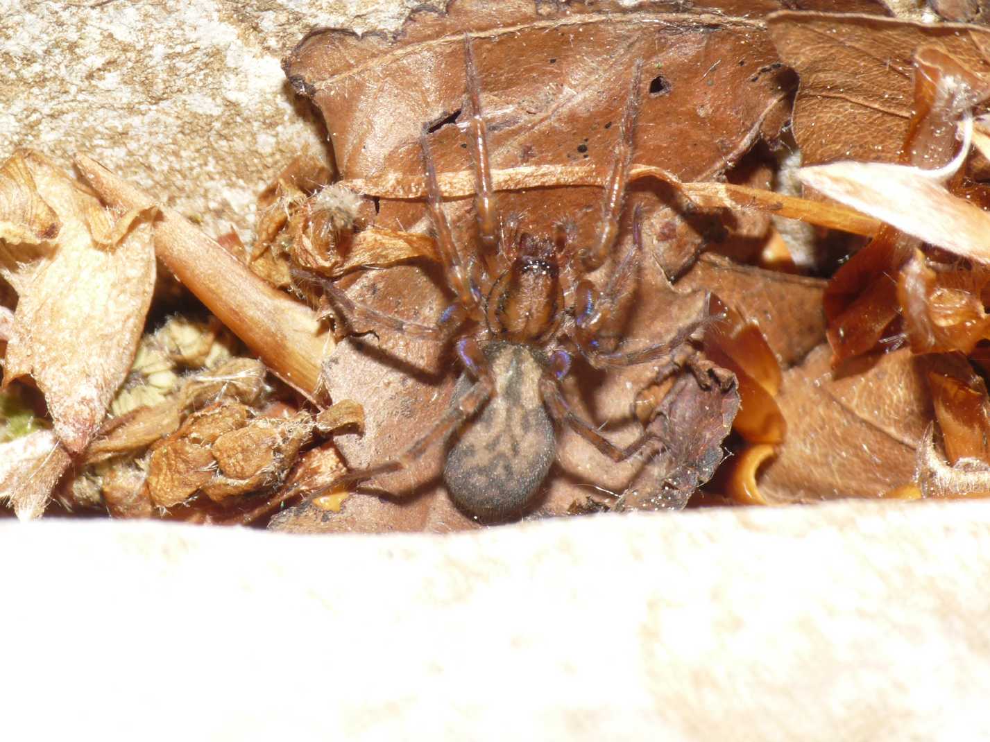Liocranum rupicola